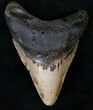 Bargain Megalodon Tooth - North Carolina #13826-1